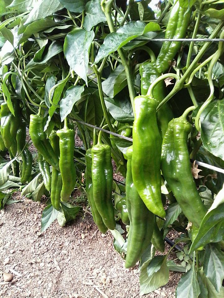 Foto de Pimiento MS-P006