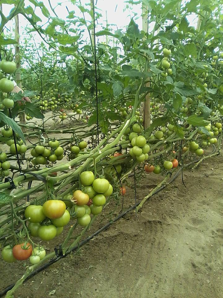 Tomate MS-T003