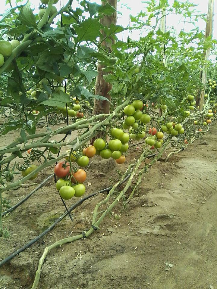 Tomate MS-T003